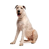  Wolfhound 