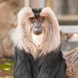  Macaque 