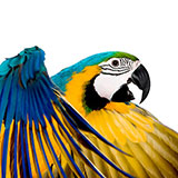  Macaw 