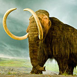  Mammoth 