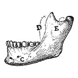  Mandible 
