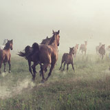  Meadow 