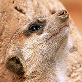  Meerkat 