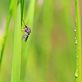  Midge 