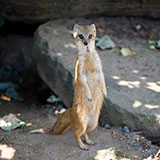  Mongoose 