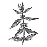  Motherwort 