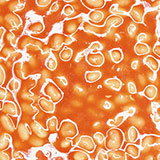  Baked Beans 