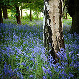  Bluebells 
