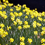  Daffodils 