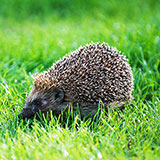  Hedgehog 