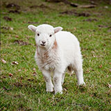  Lamb 
