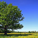  Oak 