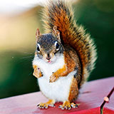  Squirrel 