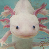  Axolotl 