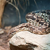 Boa Constrictor 