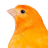  Canary 
