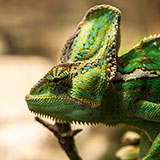  Chameleon 