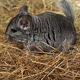  Chinchilla 