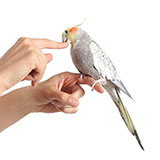  Cockatiel 