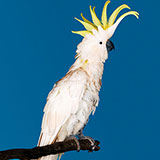  Cockatoo 