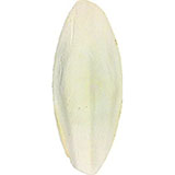  Cuttlefish Bone 