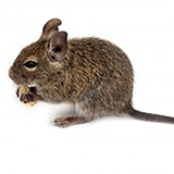 Degu 