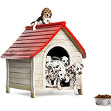  Dog House 