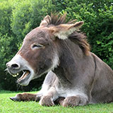  Donkey 