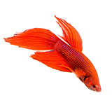  Fighting Fish 