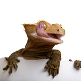  Gecko 