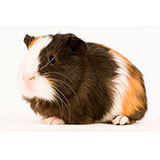  Guinea Pig 