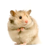  Hamster 