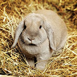  Lop-eared 