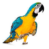 Macaw 