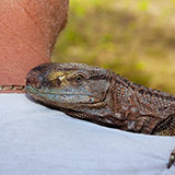  Monitor Lizard 