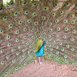  Peacock 
