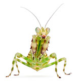  Praying Mantis 