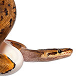  Python 