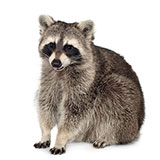  Raccoon 