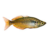  Rainbowfish 