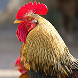  Rooster 
