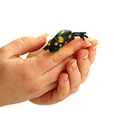  Salamander 