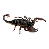  Scorpion 