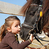  Shetland Pony 