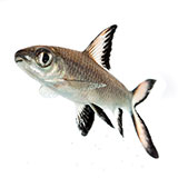  Silver Shark 