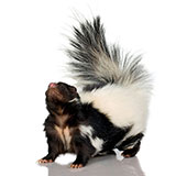  Skunk 