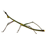  Stick Insect 