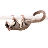  Sugar Glider 