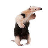  Tamandua 