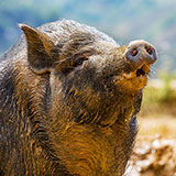  Vietnamese Pig 